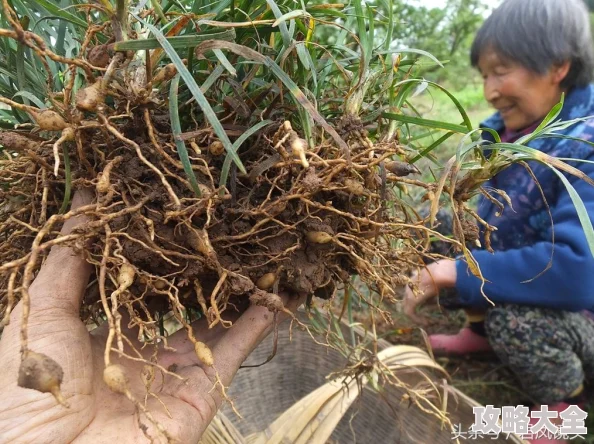 久草福利资源为何持续更新最新资源保持用户活跃度