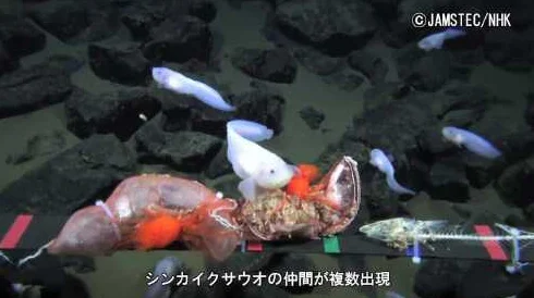 日本a视频惊现罕见深海生物画面引全球关注