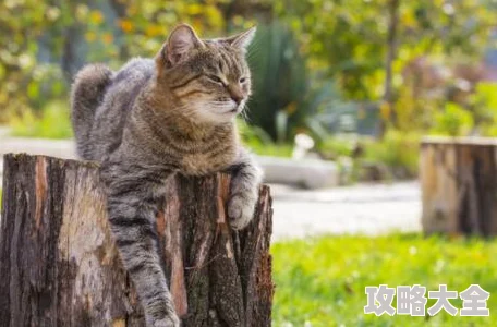 揭秘！燕云十六声动物猫猫状元最新位置曝光